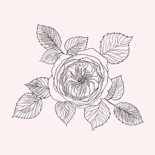 Blooming flower. Hand drawn botanical blossom branches on pink background. Vector illustration. Can use for greeting cards, wedding invitations, patterns. - Vektor, Bild