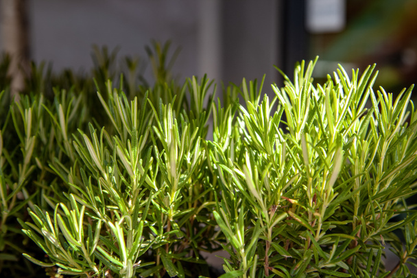 close up view of arranged green rosemary plants - Photo, Image