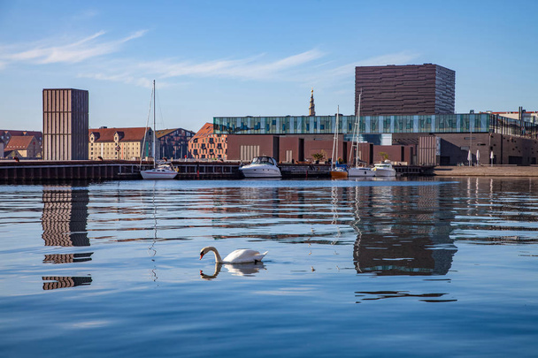 COPENHAGEN, DENMARK - MAY 6, 2018: swan swimming in calm water near moored boats and modern buildings in copenhagen, denmark - Foto, Bild