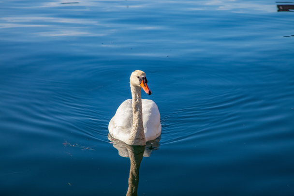 scène tranquille avec beau cygne blanc flottant sur l'eau calme
 - Photo, image