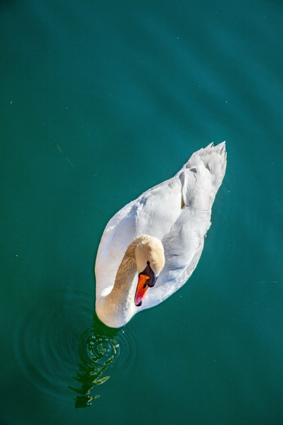 swan - Photo, Image