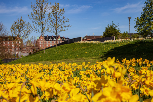 piękny kwitnący żonkile, zielony trawnik i zabytkową architekturę, Kopenhaga, Dania - Zdjęcie, obraz