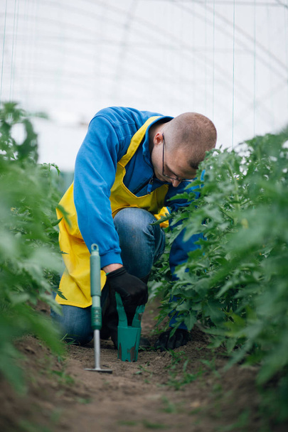 Hombre trabajando en invernadero con tomate
 - Foto, imagen