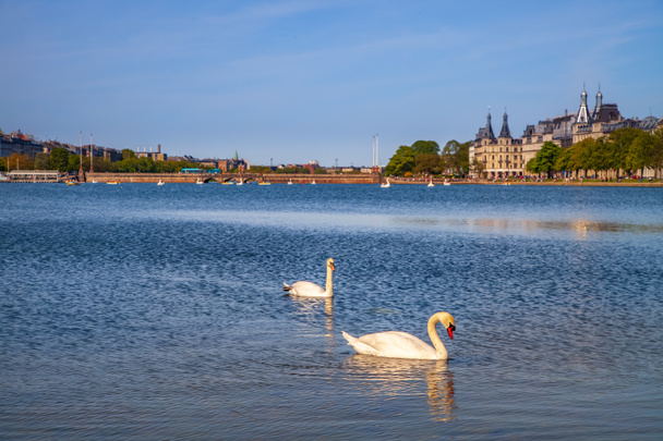 два лебедя на реке с городским пейзажем позади в Копенгагене, Дания
 - Фото, изображение