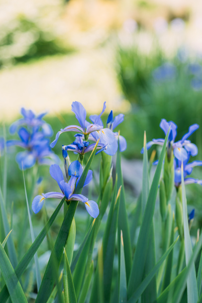 vista de cerca de las flores de iris azul
  - Foto, imagen