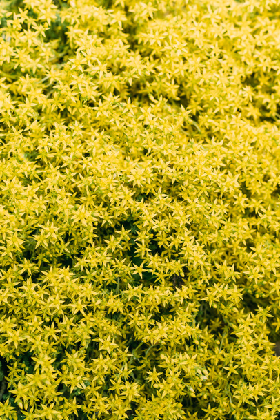 floral texture with little yellow flowers - Фото, изображение