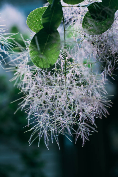 cotinus coggygria ağaç hafif pembe çiçek yakın çekim  - Fotoğraf, Görsel