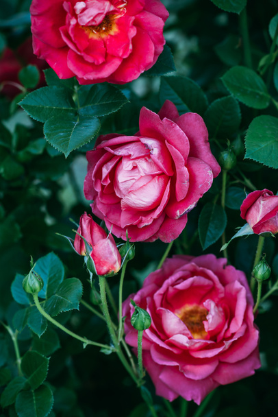 zár megjelöl kilátás rózsaszín rózsa virágok, zöld levelekkel  - Fotó, kép