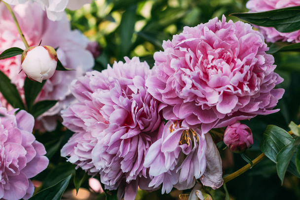 закрыть розовые пионы в саду
 - Фото, изображение