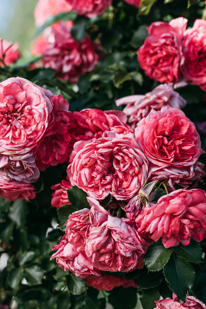 close up view of red rose bush - Foto, Imagem