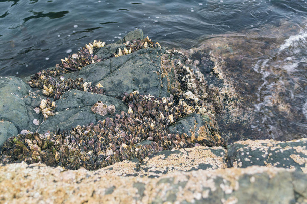close up view of colony of marine molluscs on the rocks - Φωτογραφία, εικόνα