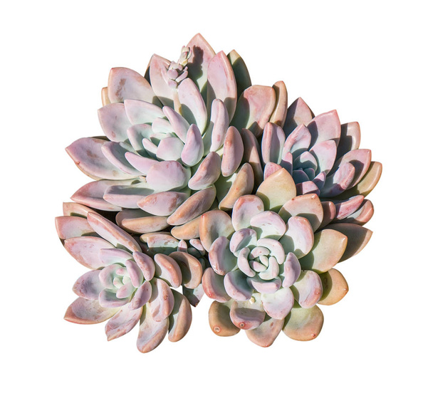 Cactus succulent plant isolated on white - Photo, Image