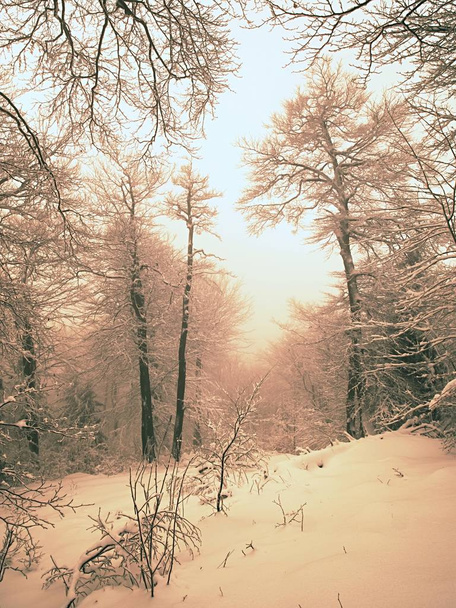 Spooky noc w lesie zimą pokryte śniegiem. Droga przez las mrożone ze śniegu, zima śnieg  - Zdjęcie, obraz