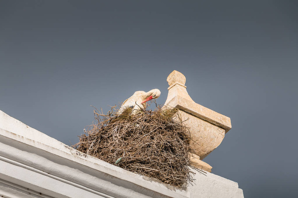 ooievaar, die zijn nest op de u van een kerk in Faro, Portugal - Foto, afbeelding
