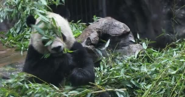 Orso panda mangiare bambù shoo
 - Filmati, video