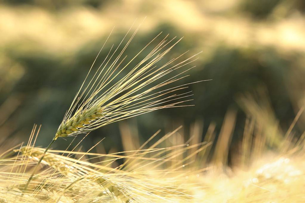 Ähre des Weizens auf dem Feld. - Foto, Bild