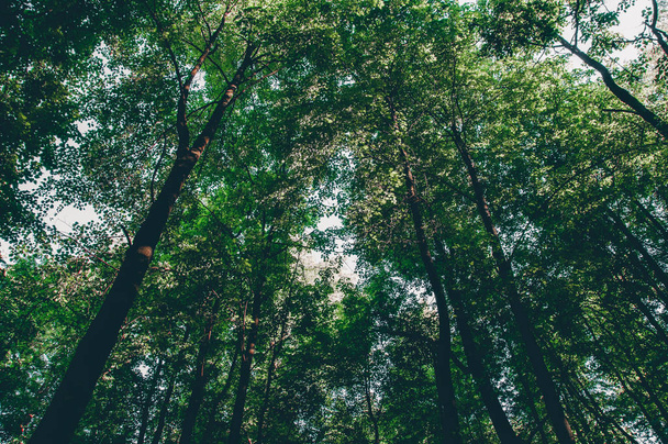 Scenery of treetop in the green dense forest - Fotografie, Obrázek