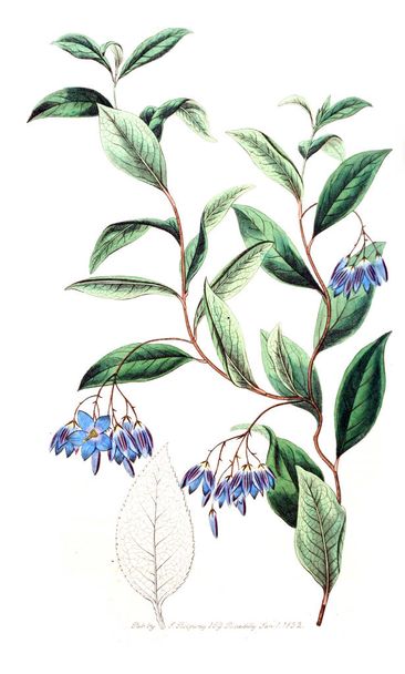 Ilustracja z roślin. Stary obraz - Zdjęcie, obraz