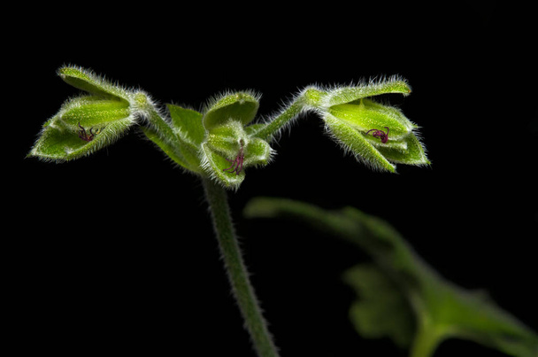 Gros plan des vaisseaux séminaux du géranium (Pelargonium roseum). La plante ressemble à un dragon à trois têtes
. - Photo, image