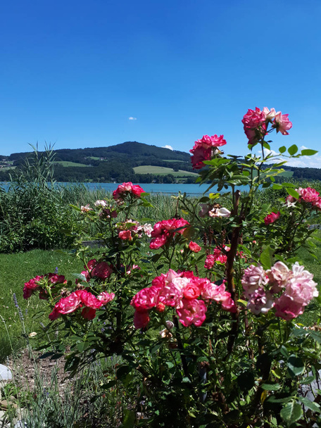 szép rózsaszín virágokkal egy tó Ausztria - Fotó, kép