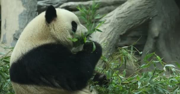 Panda medve eszik bambusz Sicc - Felvétel, videó