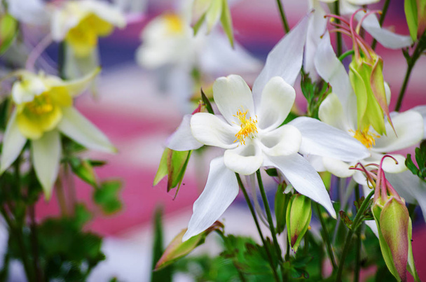 Goede hoge columbine bloemen lente buiten kweken - Foto, afbeelding