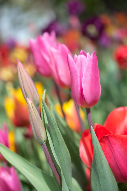 Outstanding colorful tulip flower bloom in the spring  garden - Valokuva, kuva