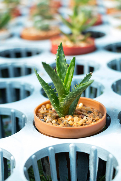 Cactus in small flower pot set in a hole of  plant nursery tray. - Photo, Image