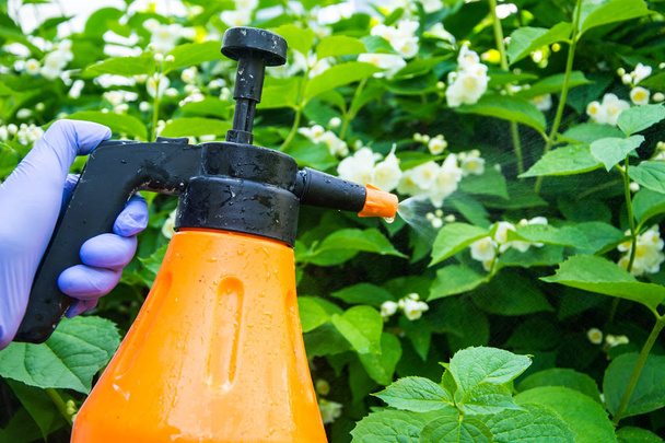 Лікування садових квітів від шкідників і хвороб
 - Фото, зображення
