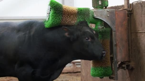 Estilo de vida agrícola. Bull se limpa com pincéis na fazenda
  - Filmagem, Vídeo