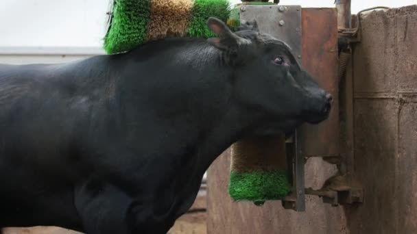 Bauernhof-Lebensstil. Großbulle putzt sich mit grünen und gelben Pinseln auf Bauernhof - Filmmaterial, Video