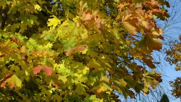 autumn tree branch leaves - Footage, Video