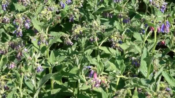 Veselý (kostival) je léčivá rostlina kvetoucí v botanické zahradě na letní slunečný den - Záběry, video