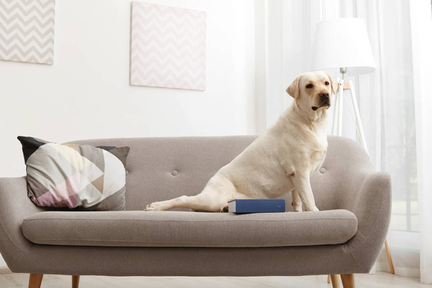 Adorable yellow labrador retriever on couch indoors - Zdjęcie, obraz
