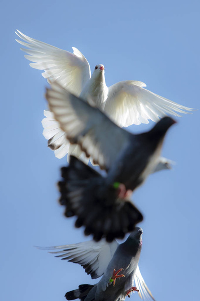 white feather pigeon in flying flock against clear blue sky - Zdjęcie, obraz