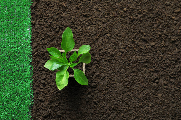 Young green plant on soil, top view. Professional gardening - Foto, imagen