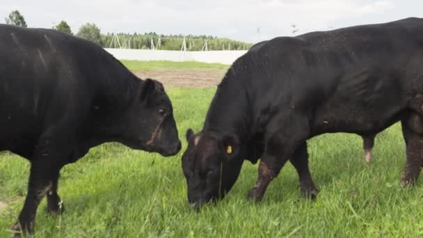 Päivittäinen maatila. Kaksi härkää jauhaa ruohoa kentällä ja taistelee ruoasta
 - Materiaali, video