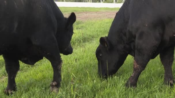 Dagelijkse boerderij. Twee zwarte stieren kauwen yummi gras op veld en vechten voor voedsel - Video