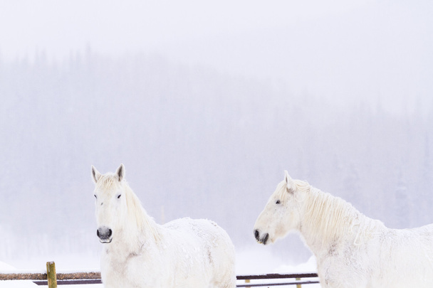 witte paarden - Foto, afbeelding