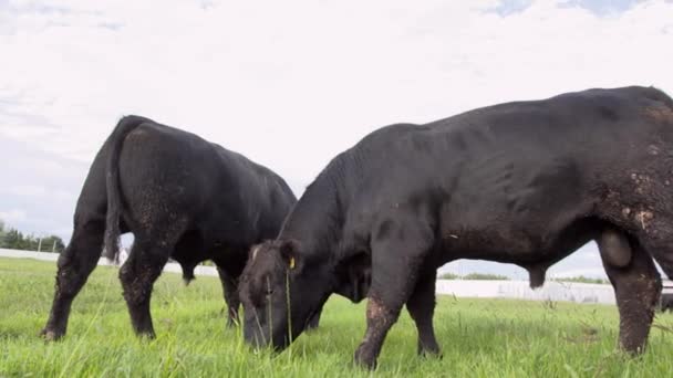 Dagelijkse boerderij. Twee stieren zonder hoorns kauwen gras op veld en vechten voor voedsel - Video