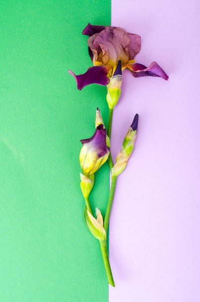 Blooming iris on bright paper background. - Zdjęcie, obraz