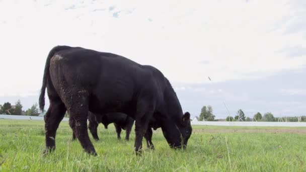 Pastvě býků na pastvinách žvýkání čerstvé trávy. Denní farma - Záběry, video