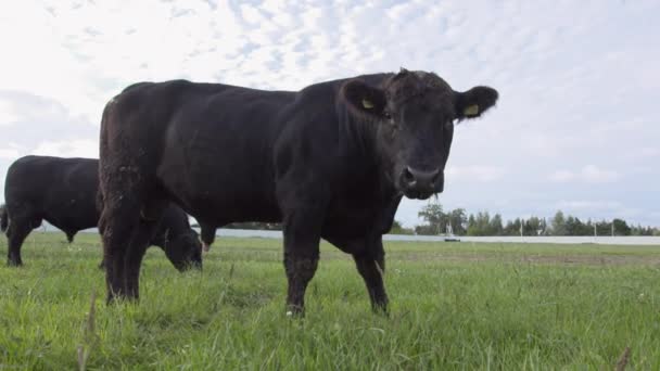 Widok na ranczo. Wypasu byków na użytkach zielonych, powoli do żucia świeżej trawy - Materiał filmowy, wideo