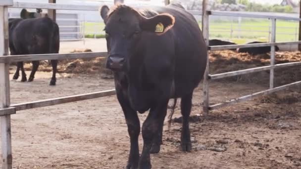 Cow standing near fence of corral, wagging tail and looking into distance - Footage, Video