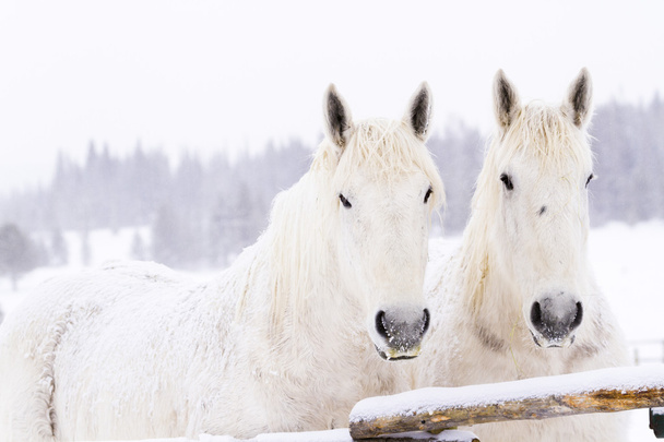 λευκά άλογα - Φωτογραφία, εικόνα