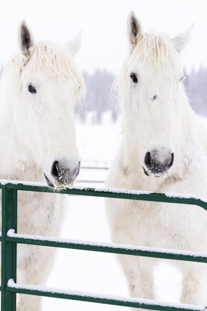 Белые лошади
 - Фото, изображение
