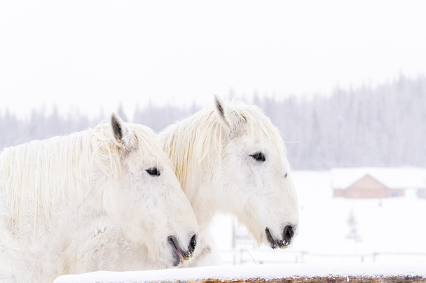 White horses - Foto, Imagem