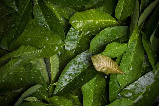 Water drops on green leaf for background. - Photo, image