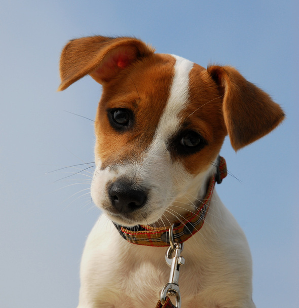 Welpe Jack Russel Terrier - Foto, Bild