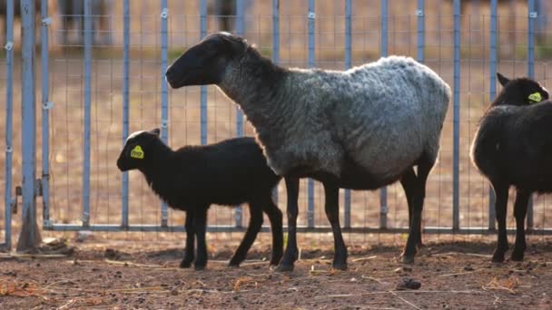 Madre y ovejas bebé se paran cerca de la cerca, mastican heno y miran alrededor de la granja
  - Metraje, vídeo